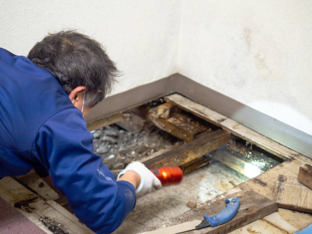 Best Mold Testing and Inspection Services in Dewitt, IA