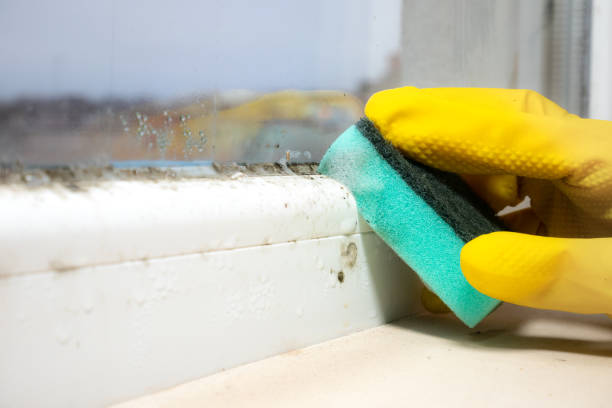 Best HVAC Mold Remediation in Dewitt, IA